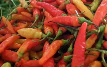 Harga Cabai di Labuha Tembus Rp 140 Ribu per Kg, Pedagang Keluhkan Cuaca