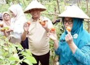 Wakil Wali Kota Ternate Panen Tomat di Kebun Bina Tani Sulamadaha