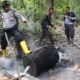 Polisi Terobos Hutan Wayamiga, 2 Pabrik Cap Tikus Ditemukan Sedang Masak Miras!