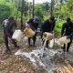 Lokasi Penyulingan Cap Tikus di Perkebunan Wayamiga Digerebek, 250 Liter Bahan Baku Dimusnahkan!