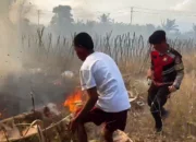 Lahan Perkebunan di Panamboang Terbakar, Polisi Turun Tangan Padamkan Api Pakai Alat Seadanya!